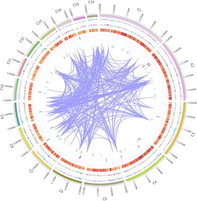 Genomic comparison between two Inonotus hispidus strains isolated from growing in different tree species